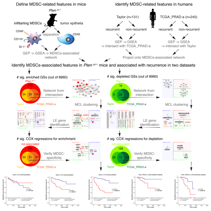 Precision medicine-based intervention Identification of a clinically applicable biomarker signature via translational molecular medicine that allows predicting prostate cancer recurrence. Such signatures enable precision medicine-based intervention defined on the basis of immune-cell subsets governing patients’ treatment outcomes.